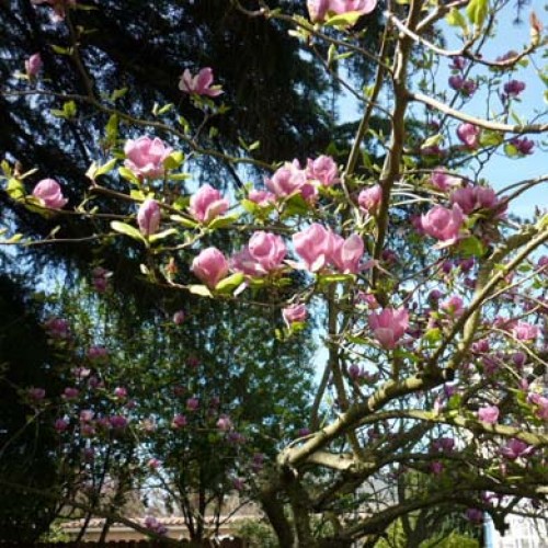 Magnolia soulangeana x Satisfaction | ScotPlants Direct